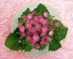 Tapeta Nature Flowers 618.jpg